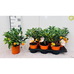 CITR MICROCARPA