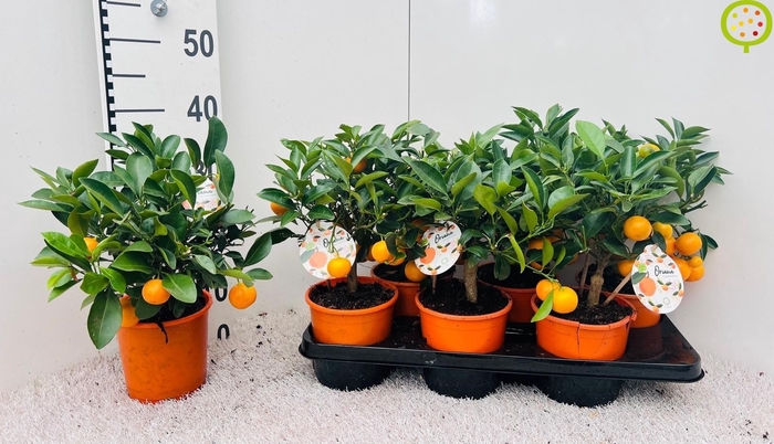 <h4>CITR MICROCARPA</h4>