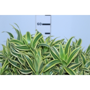 FOLHAGEM DRACENA PLEOMELLE