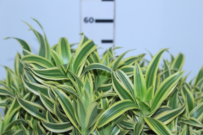 FOLHAGEM DRACENA PLEOMELLE