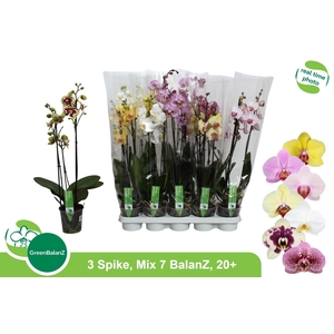 PHAL GEM 7 KL