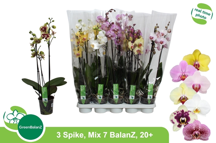 <h4>PHAL GEM 7 KL</h4>