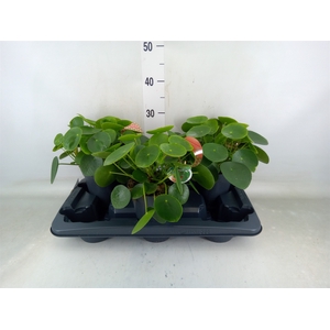 Pilea peperomoides