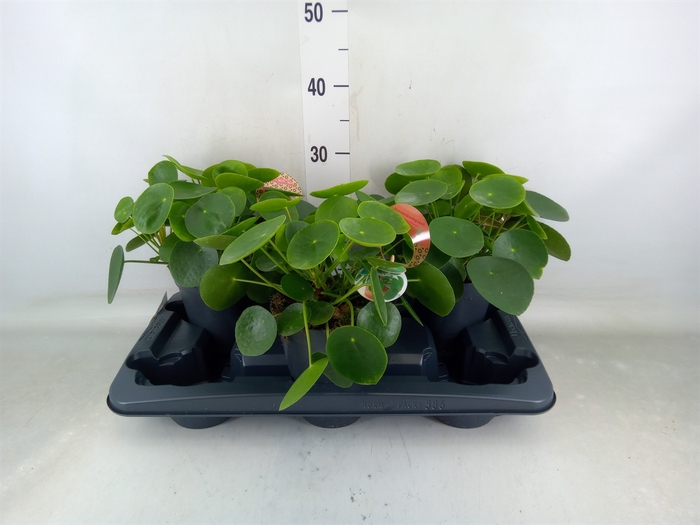 <h4>Pilea peperomoides</h4>