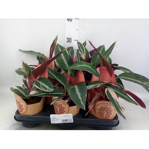 Calathea   ...