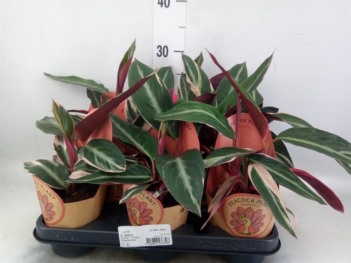 <h4>Calathea   ...</h4>