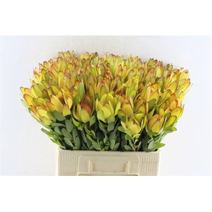 Leucad Saf Goldstrik 60 Cm