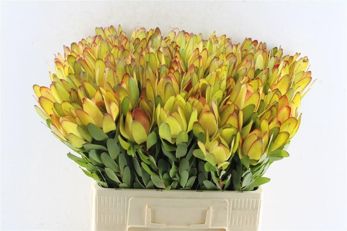 <h4>Leucad Saf Goldstrik 60 Cm</h4>