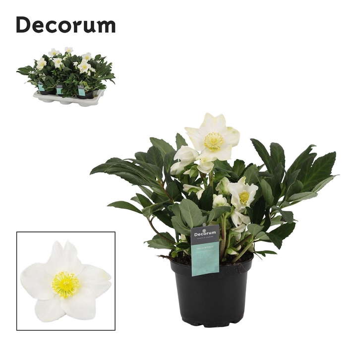 <h4>Helleborus Viv Victor XL Decorum</h4>