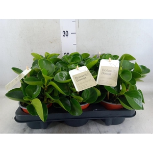 Peperomia obt. 'Green Gold'