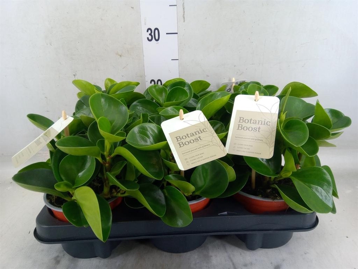 <h4>Peperomia obt. 'Green Gold'</h4>