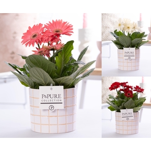 Gerbera 2+ in Pure Tirza luxe keramiek