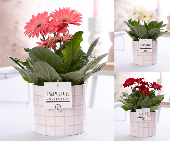 <h4>Gerbera 2+ in Pure Tirza luxe keramiek</h4>