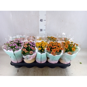 Chrysanthemum  'Jellyfish'   ...mix
