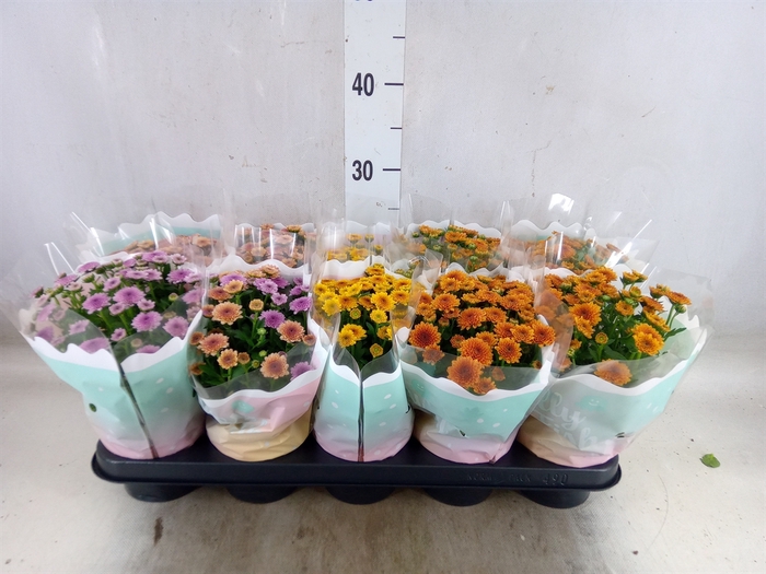 <h4>Chrysanthemum  'Jellyfish'   ...mix</h4>