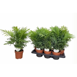 Chamaedorea elegans 14Ø 45cm