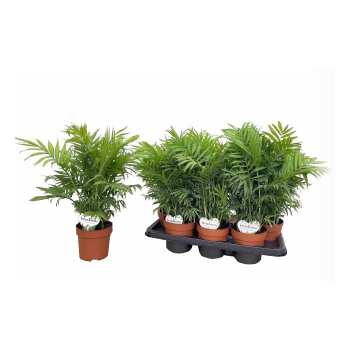 <h4>Chamaedorea elegans 14Ø 45cm</h4>