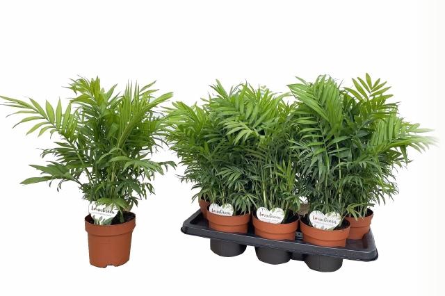 Chamaedorea elegans 14Ø 45cm