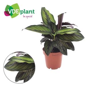 Calathea Beauty Star 12cm