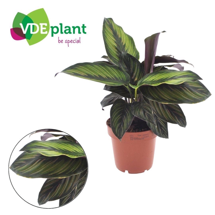 <h4>Calathea Beauty Star 12cm</h4>