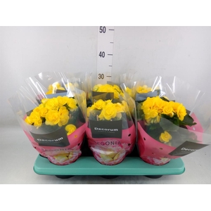 Begonia elat. HL 'Rebecca'