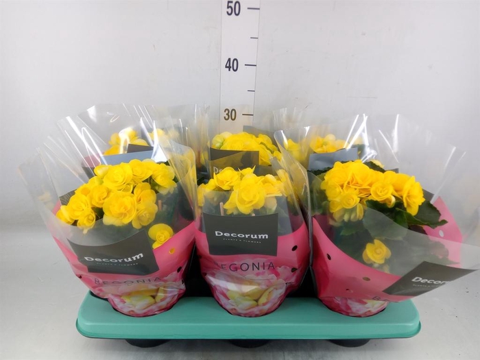 <h4>Begonia elat. HL 'Rebecca'</h4>