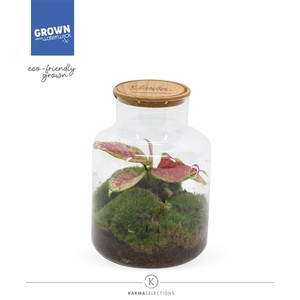 Mimesis Aglaonema KARMA Valkyrie - Terrarium Bottled