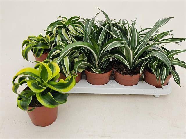 <h4>Dracaena   ...mix</h4>