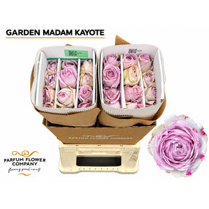 Rosa Garden Madam Kayote