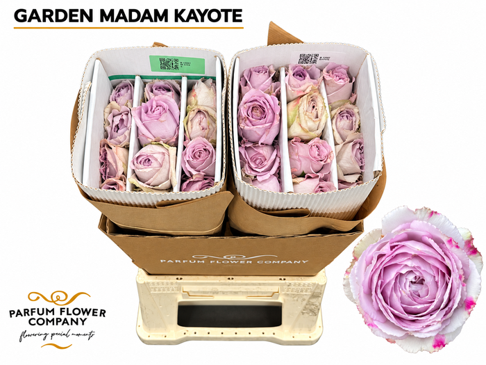 <h4>Rosa Garden Madam Kayote</h4>