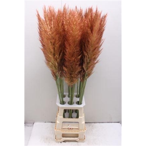 Cortaderia Pumila Old Pink