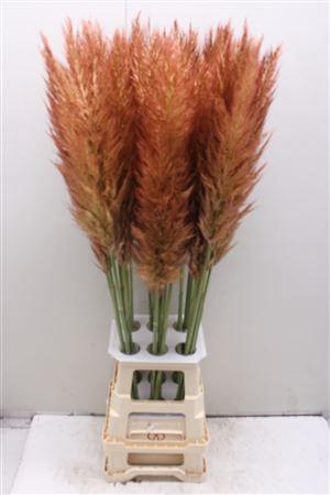 <h4>Cortaderia Pumila Old Pink</h4>