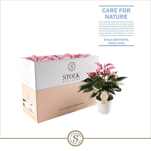 Zizou 12cm in Ecobox