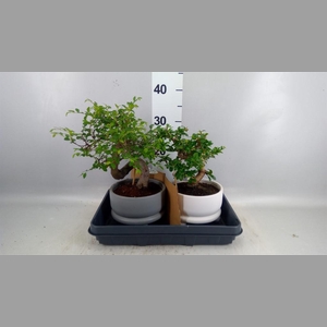 Bonsai   ...mix