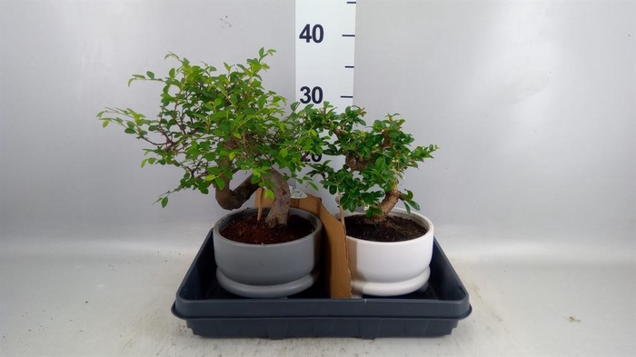 <h4>Bonsai   ...mix</h4>