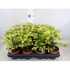 Schefflera arbor. 'Janine'