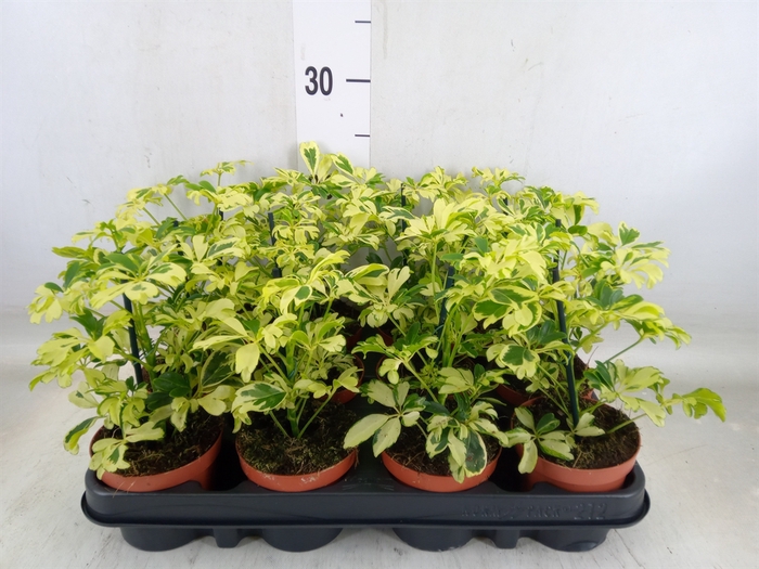 <h4>Schefflera arbor. 'Janine'</h4>