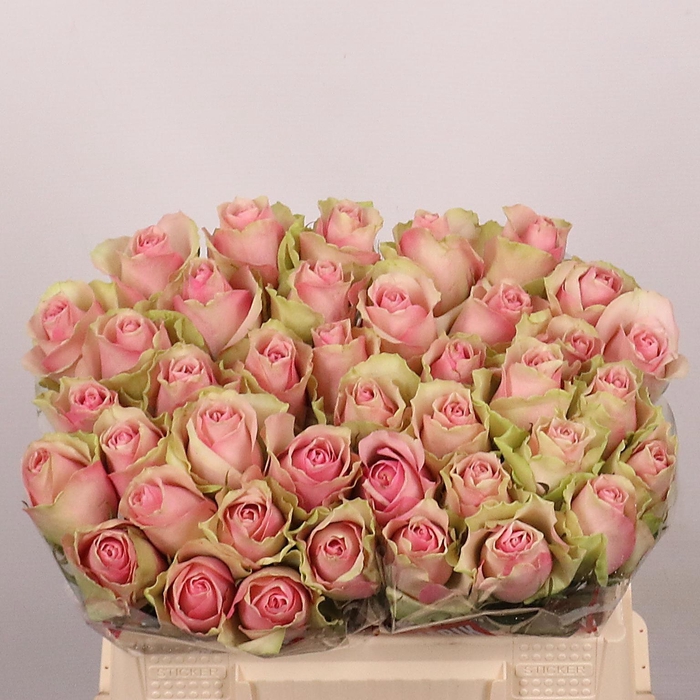 <h4>R GR BELLE ROSE</h4>