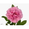 Paeonia Carnation Bouquet