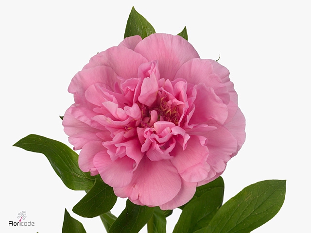 Paeonia Carnation Bouquet