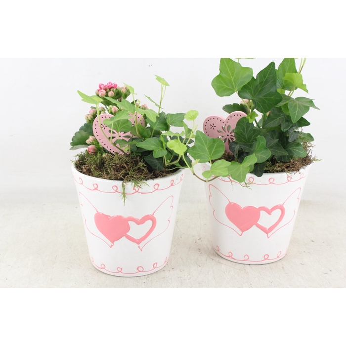 <h4>Arr2 Js - Ker. Hartjes Pot 236/6</h4>