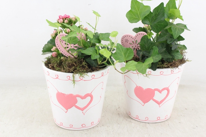 <h4>arr2 JS - Ker. hartjes pot 236/6</h4>