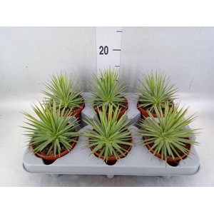 Agave stricta 'Nana'