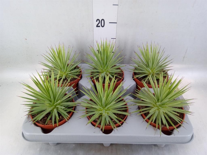 <h4>Agave stricta 'Nana'</h4>
