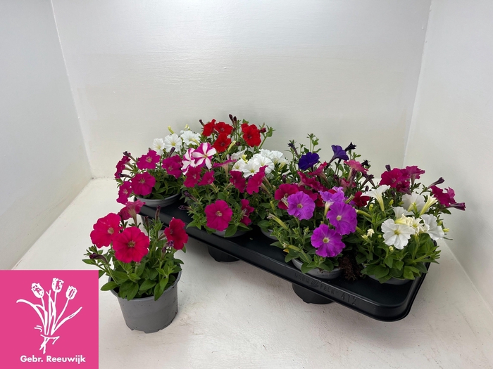 <h4>PET PICOB GEM</h4>