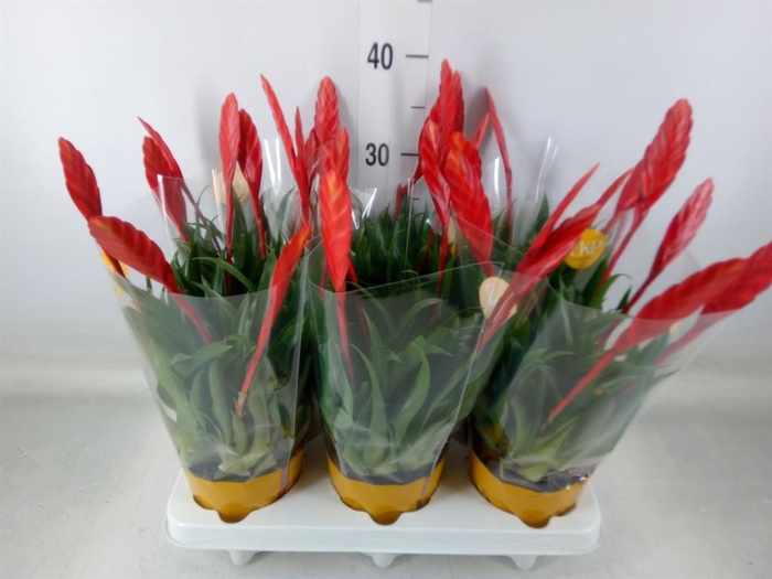 <h4>Vriesea  'Conchita'</h4>