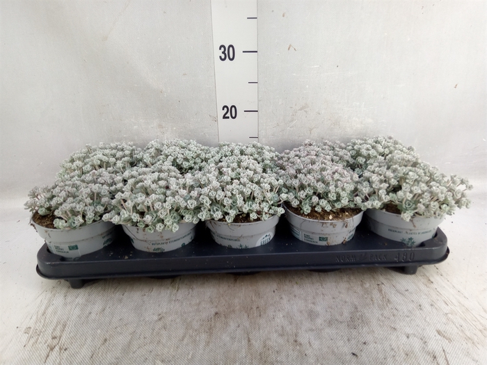<h4>Sedum spathulifolium 'Cape Blanco'</h4>