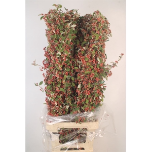 Cotoneaster Per Bunch