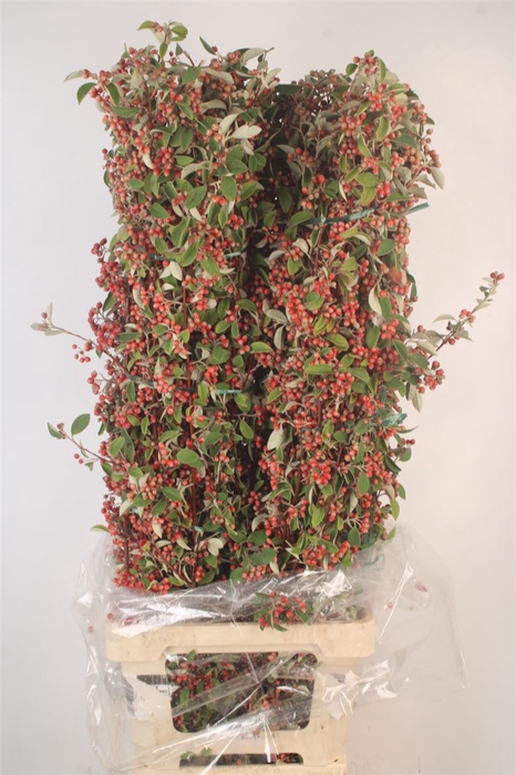 <h4>Cotoneaster Per Bunch</h4>