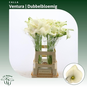 Calla Ventura | Dubbelbloemig